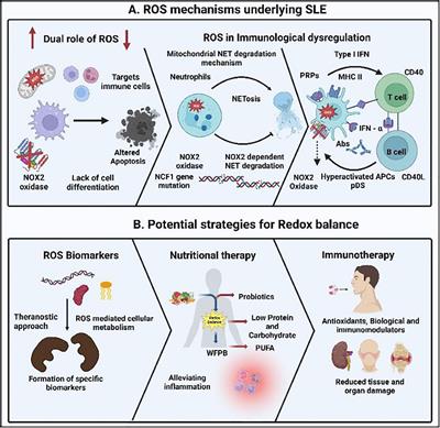 Exploring the ROS reduction strategies in chronic lupus management